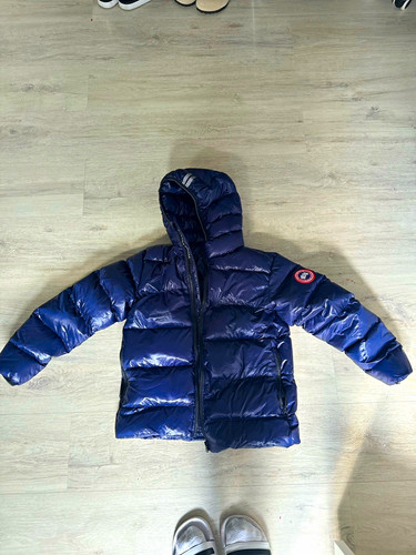 Canada goose jungen - canada,